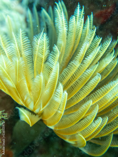 Fototapeta Naklejka Na Ścianę i Meble -  Feather Duster worm filter feeding on the Big island of Hawaii. 