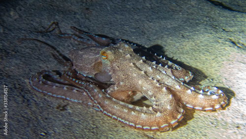 Ornate Octopus seen on night dive, Big Island Hawaii.  © domromer