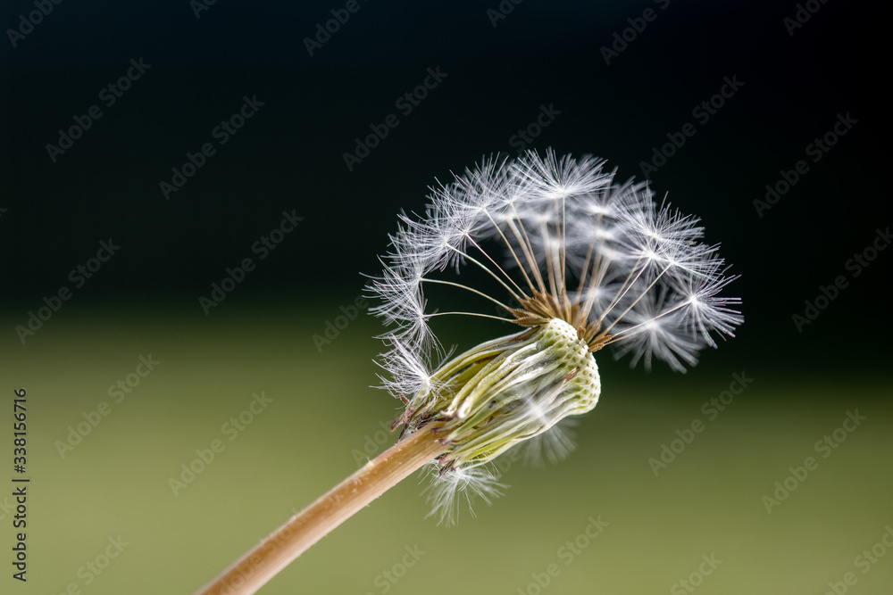 Fototapeta premium Pissenlit