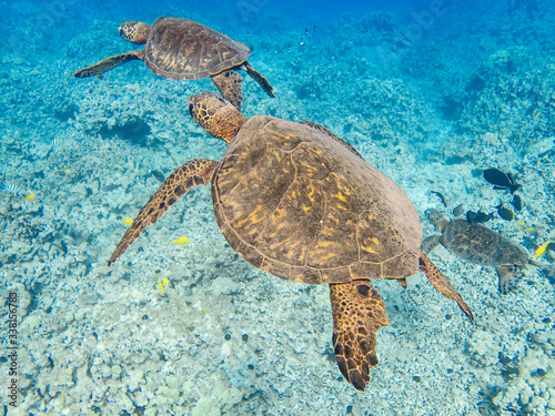 Hawaiian Green Sea Turtle, Honu, Chelonia mydas