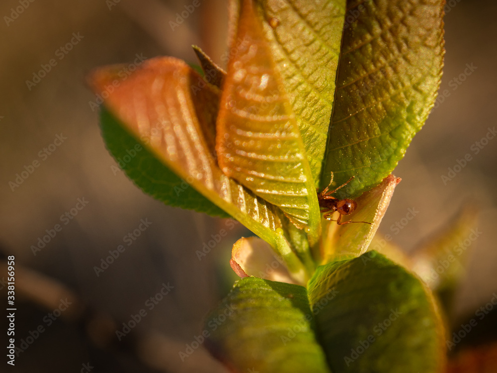 Close up of spring tree buds and early leaves with the ant inside the bud. Selective focus. Close up of spring tree buds and early leaves with the ant inside the bud. Selective focus.