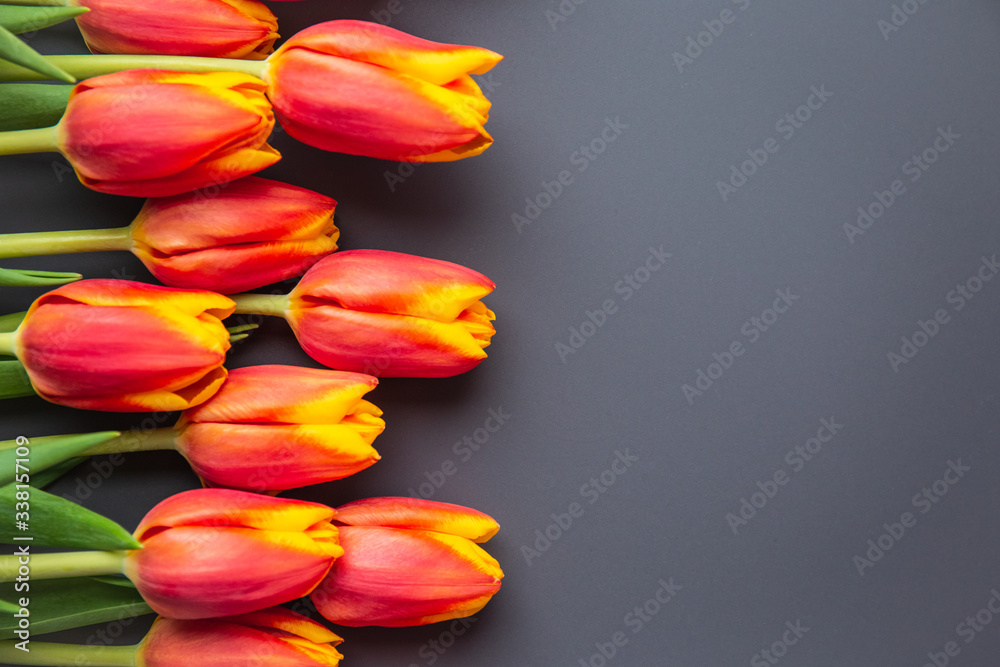 red tulips with a yellow border on a gray background top view. space for text