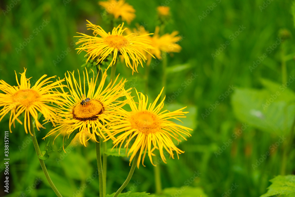 Yellow meadow flowers, elecampane yellow flowers, Inula helenium, also called horse-heal or elfdock Yellow meadow flowers, elecampane yellow flowers, Inula helenium, also called horse-heal or elfdock