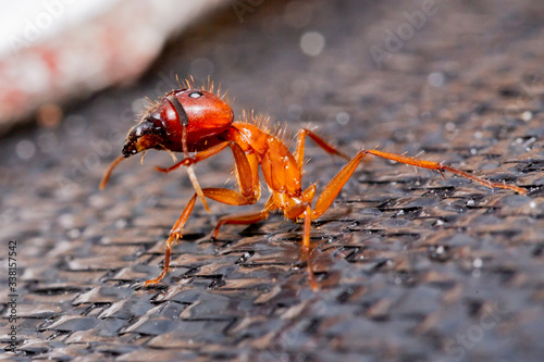 Large red ant which appears to be missing its abdomen.  © Ray Dukin