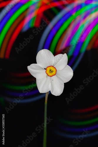 Flower Lightpainting photo