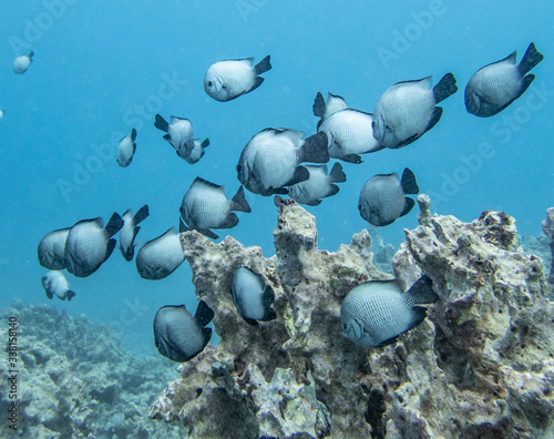 School of HAWAIIAN DASCYLLUS fish which are endemic to Hawaii.  photo