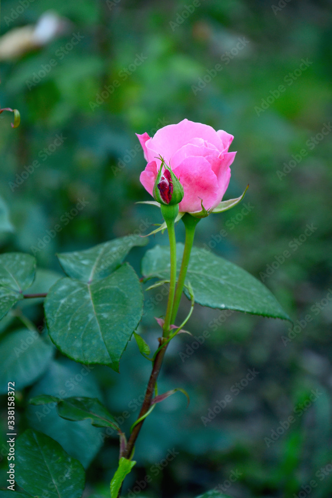 beautiful pink rose in the garden on a summer day