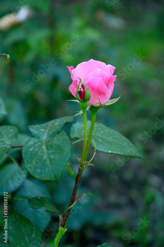 Wallpaper Mural beautiful pink rose in the garden on a summer day Torontodigital.ca