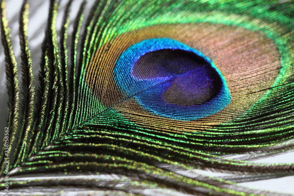 Obraz premium Oeil de Paon