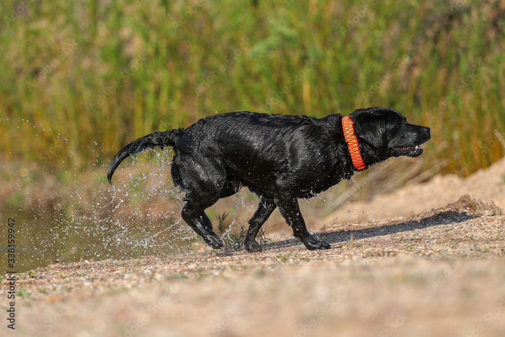 Junger schwarzer Labrador kommt aus einem See mit viel Wasser Junger schwarzer Labrador kommt aus einem See mit viel Wasser