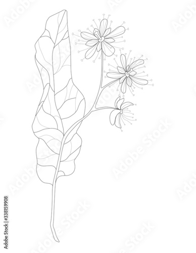 sprig of linden
graphics tattoo