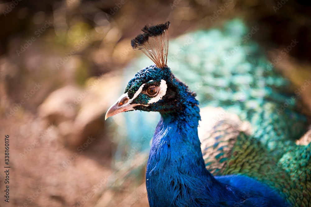 Naklejka premium Peacock
