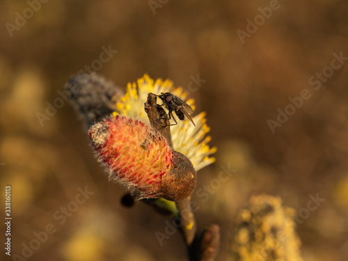 Close up of twig with catkins during springtime. Yellow flower stamens, red bud and the fly. Selective focus photo