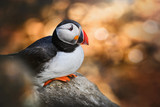 Atlantic Puffins bird or common Puffin in sunset gold background. Fratercula arctica. Norway most popular birds.