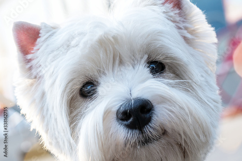 portrait of white dog close-up.