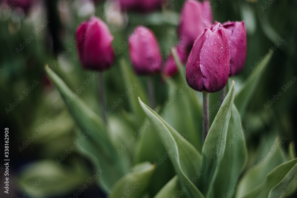 Purple tulips in a spring garden Purple tulips in a spring garden