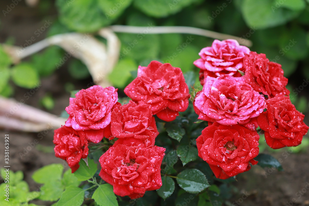 beautiful red dwarf roses in the garden beautiful red dwarf roses in the garden