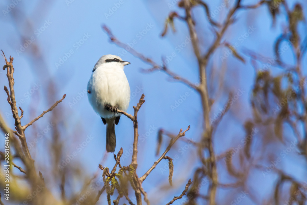 Great grey shrike (Lanius excubitor)