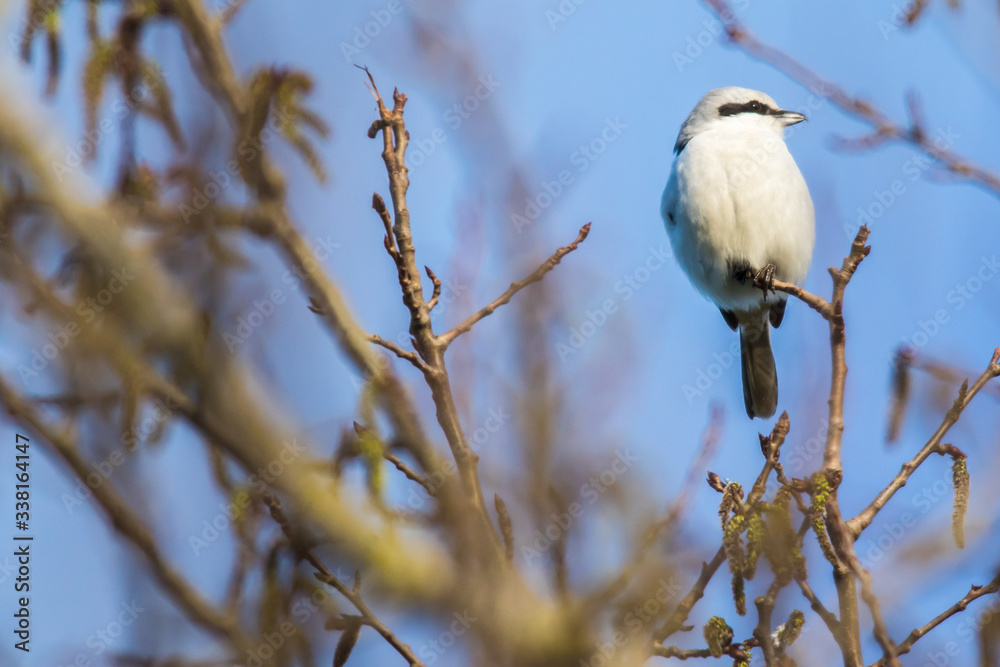 Great grey shrike (Lanius excubitor)