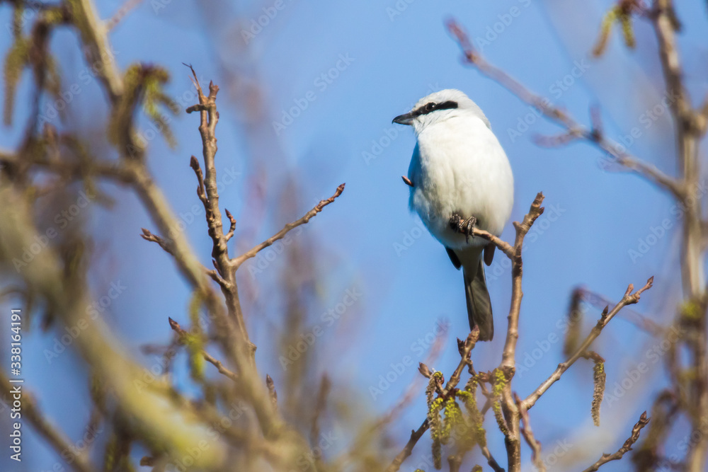 Great grey shrike (Lanius excubitor)