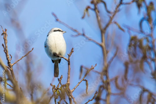 Obraz na płótnie Great grey shrike (Lanius excubitor) w salonie