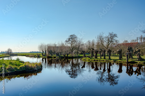 Pollard willows along a ditch in a polder landscape close to Rotterdam, the Netherlands