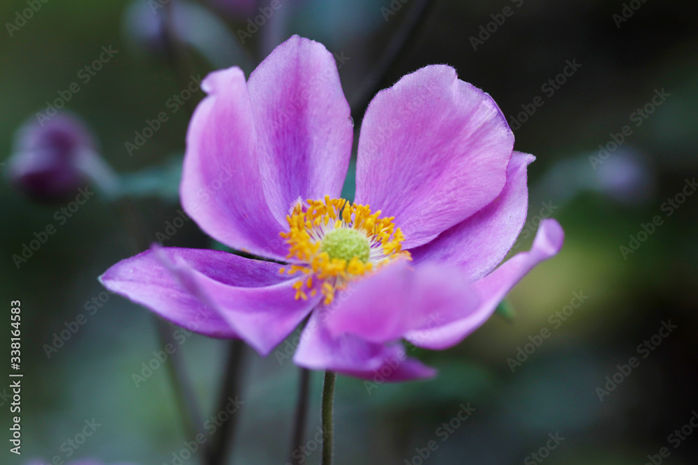 Fototapeta premium Beautiful purple anemone flowers in the garden
