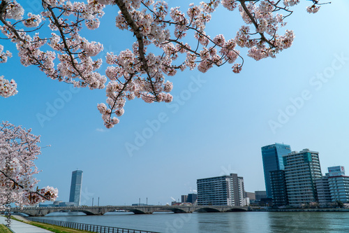 春の新潟市の街並みと満開の桜