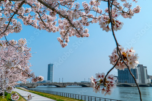 春の新潟市の街並みと満開の桜