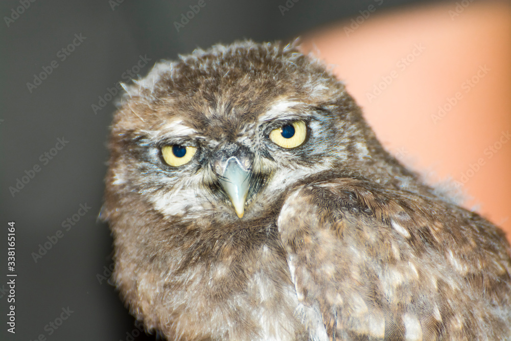 Little owl in a wildlife rescue center in Hungary Little owl in a wildlife rescue center in Hungary