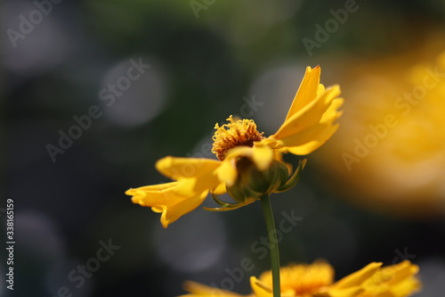Fresh beautiful yellow cosmea Flowers with a blurred background