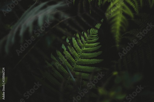 Close up of fern leaves © Jeremy Bishop