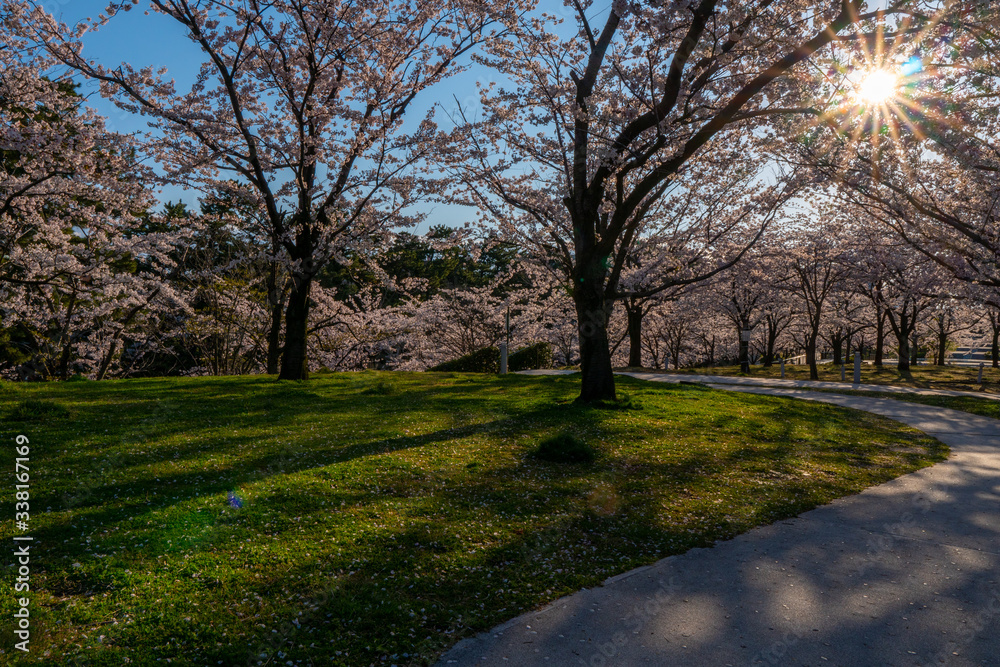 新潟市白山公園の満開の桜