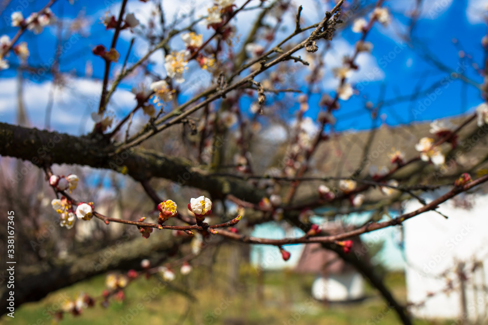 Garden of apricot trees in the village. April is beautiful. Garden of apricot trees in the village. April is beautiful.
