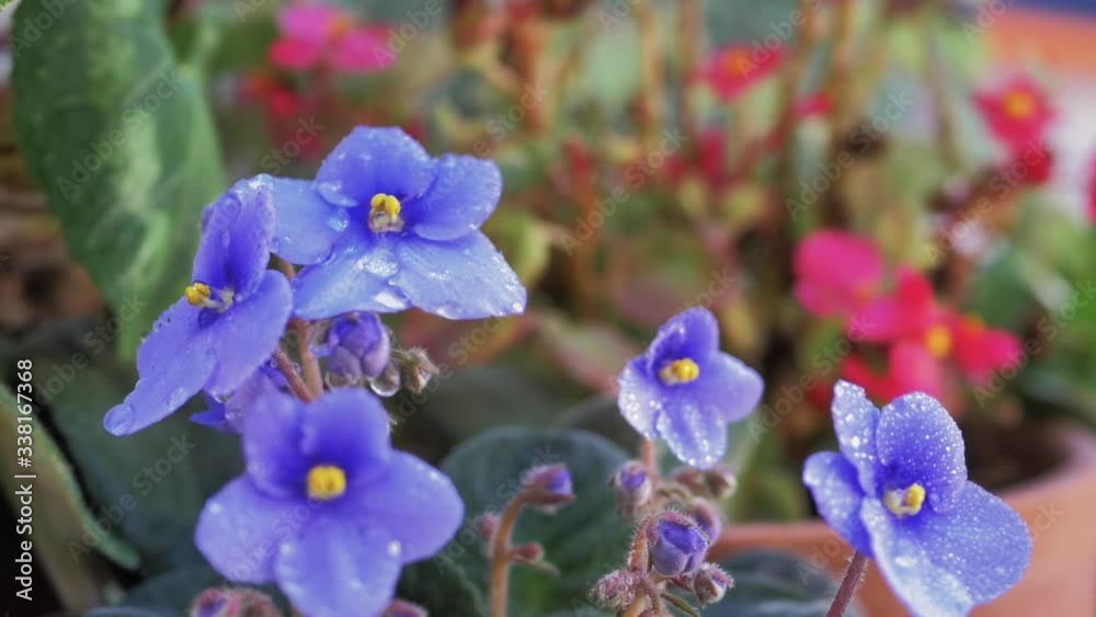 Gotas de agua cayendo sobre violetas de color lila a cámara lenta