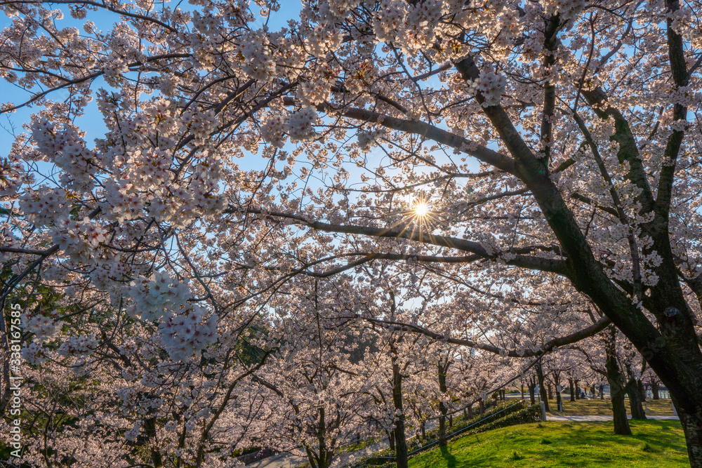 満開の桜と太陽の日差し（光芒・光条）