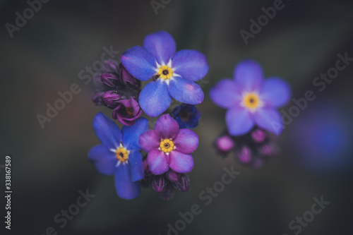 Wildflower Alpine Forget-me-not flower / Myosotis alpestris dark background © Marc Andreu