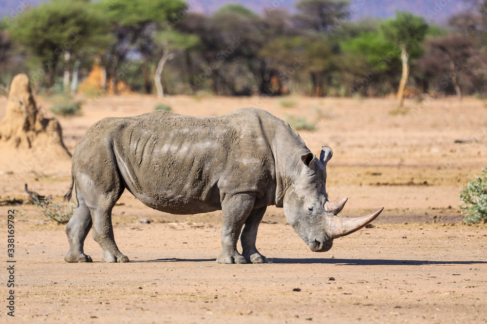 Fototapeta premium Lone mud covered white rhino in Namibia