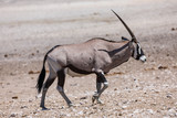 Lone oryx walking across the arid brown landscape of Etosha National Park