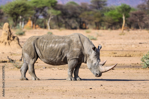 Lone mud covered white rhino in Namibia