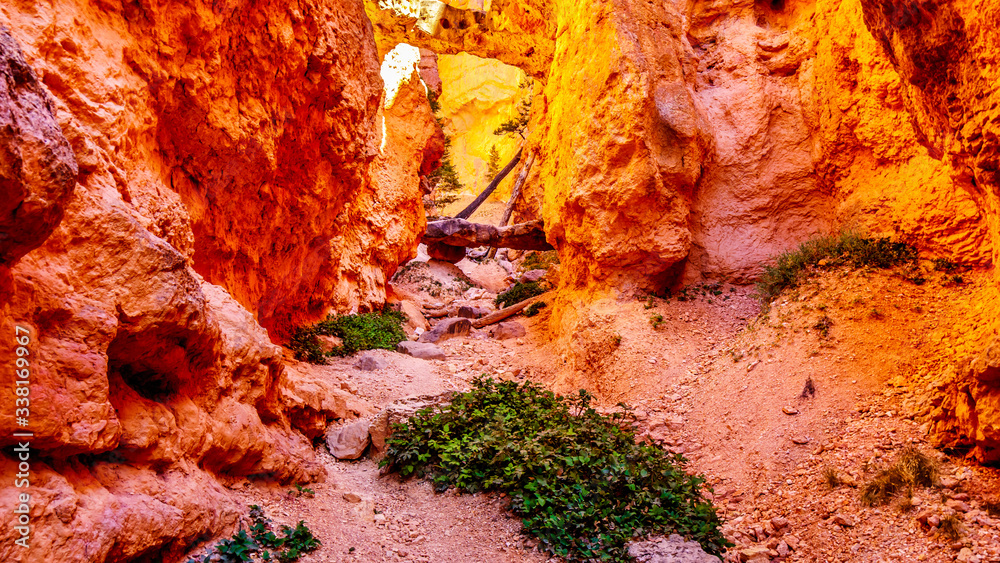 Narrow Canyon on the Navajo Loop Trail through the Vermilion colored Pinnacles and Hoodoos in Bryce Canyon National Park, Utah, United States Narrow Canyon on the Navajo Loop Trail through the Vermilion colored Pinnacles and Hoodoos in Bryce Canyon National Park, Utah, United States