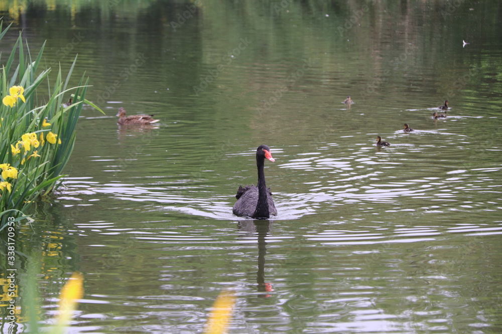 beautiful black Swan floating on the a lake surface in Chengdu beautiful black Swan floating on the a lake surface in Chengdu