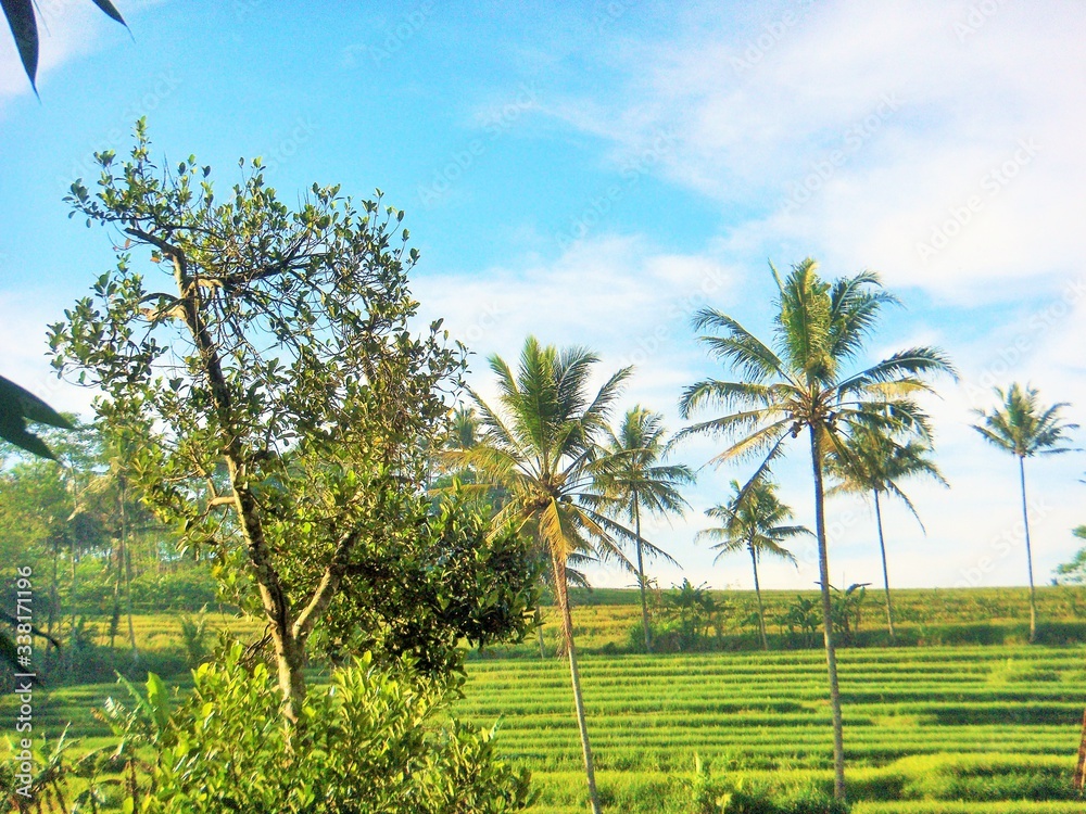 rice field in bali in the morning rice field in bali in the morning