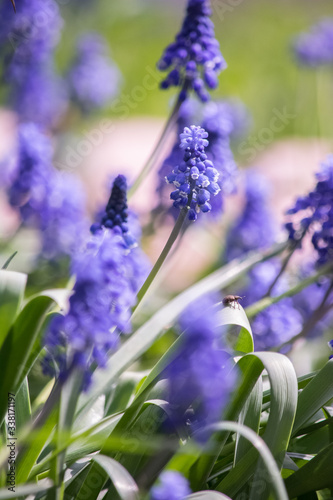 muscari flower bug blue insect bluish cyan green grass summer sun bulb spring photo