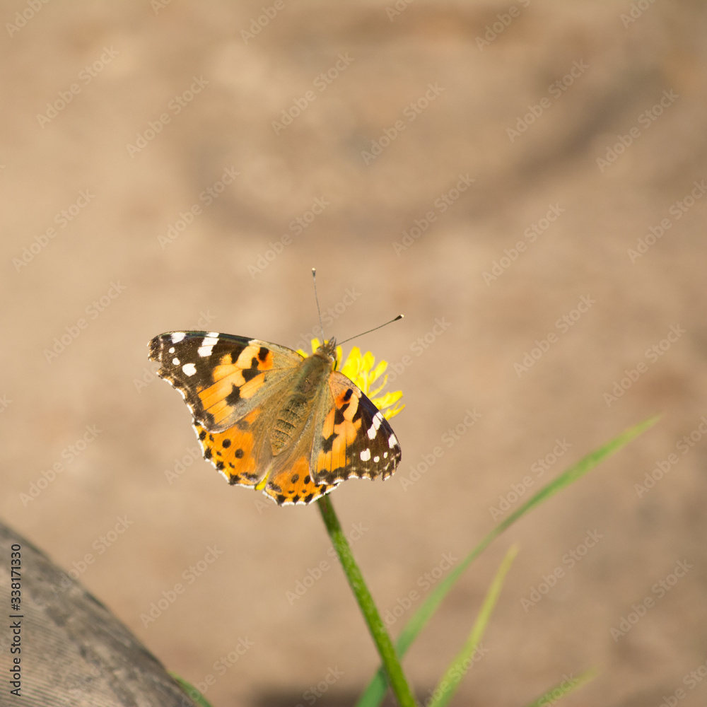 butterfly hives insect wing whiskers spots orange spring dandelion pollen nectar flower yellow grass fly flutter butterfly hives insect wing whiskers spots orange spring dandelion pollen nectar flower yellow grass fly flutter