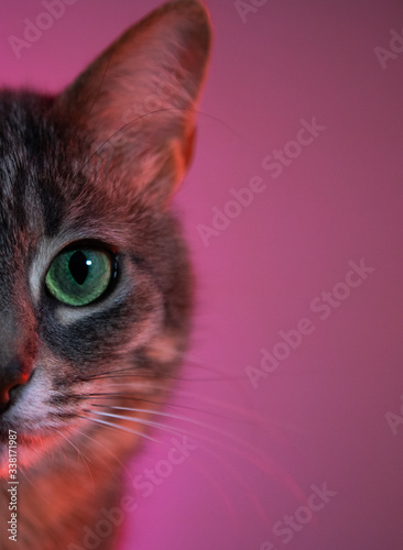 Cat with green eyes on pink background