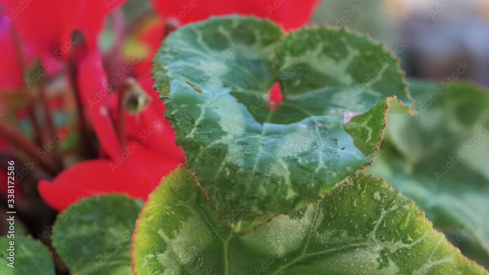 Macro de gota de agua cayendo en cascada en cámara lenta de una hoja verde con pétalos rojos de fondo de planta de maceta