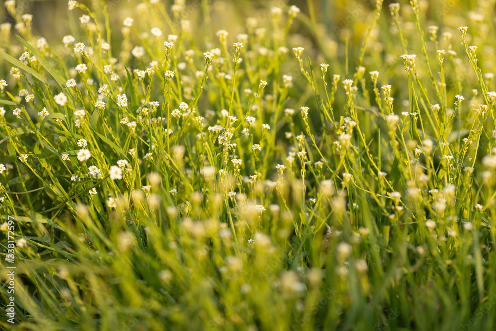 Little white flowers in a clearing in the forest Little white flowers in a clearing in the forest