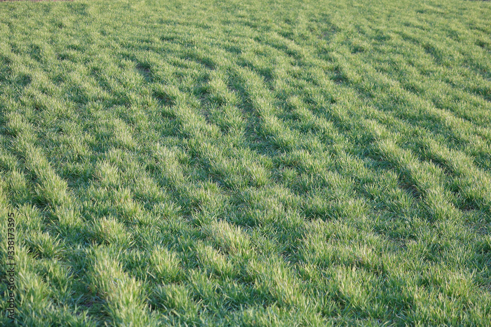 spring green grass spring green grass