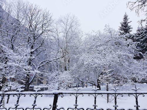 Snow covered trees